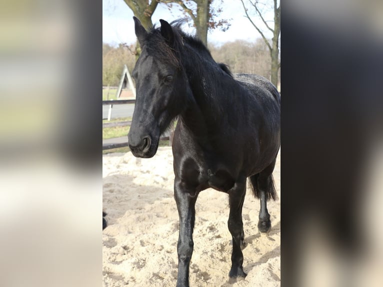 Friesen Stute 8 Jahre 160 cm Rappe in Senden