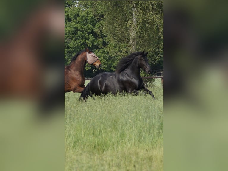 Friesen Stute 8 Jahre 160 cm Rappe in Senden