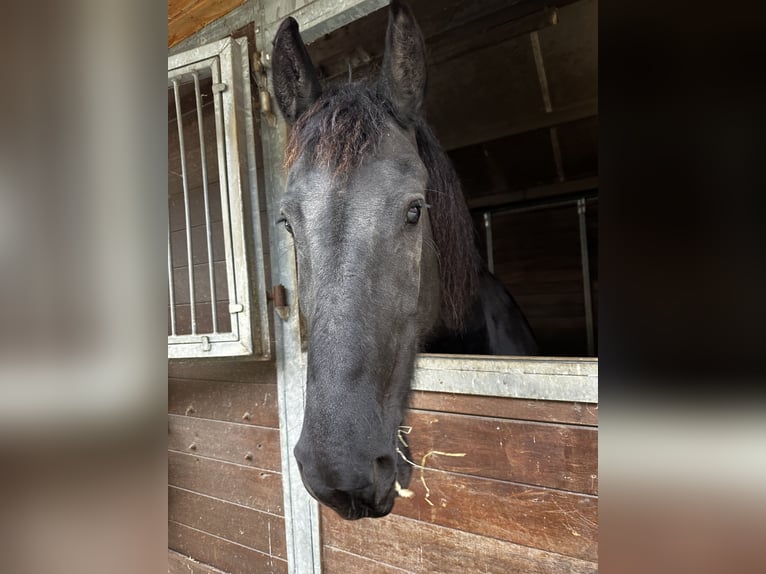 Friesen Stute 8 Jahre 164 cm Rappe in Greifswald