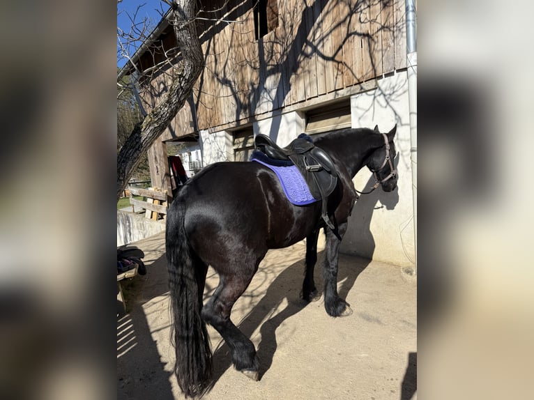 Friesen Stute 8 Jahre 164 cm Rappe in Stallhofen