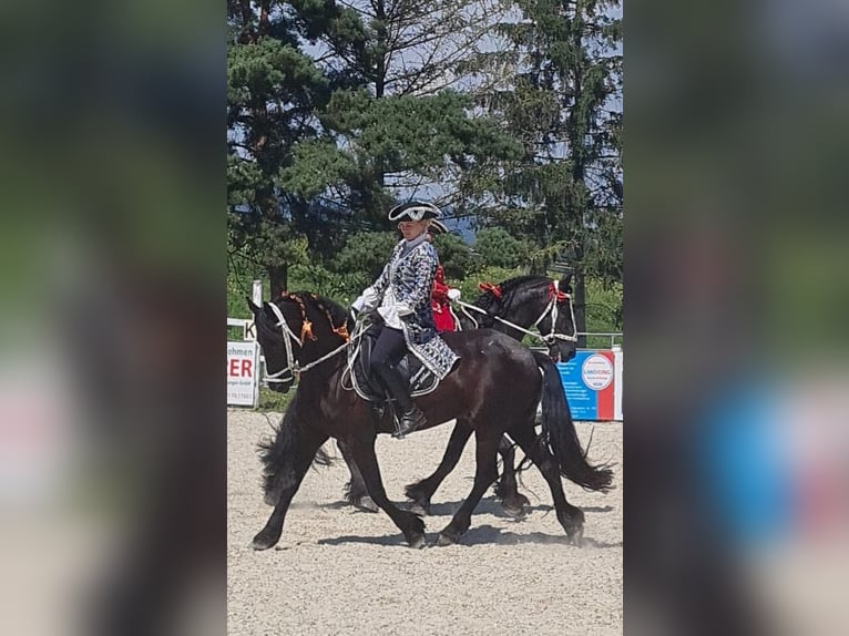 Friesen Stute 8 Jahre 164 cm Rappe in Stallhofen