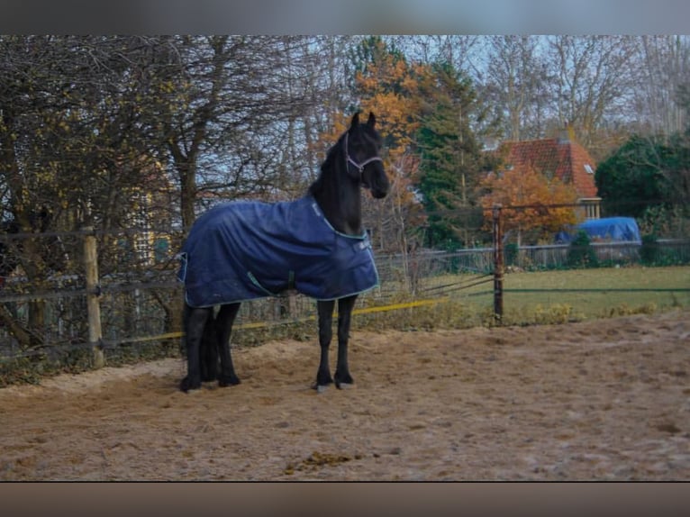 Friesen Stute 8 Jahre 165 cm Rappe in Olching