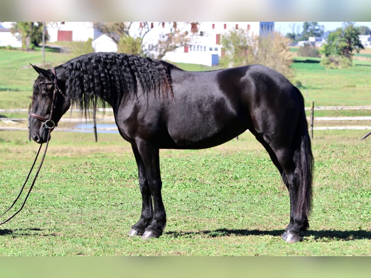 Friesen Mix Stute 8 Jahre 165 cm Rappe in Gap