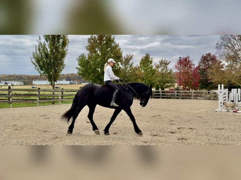 Friesen Mix Stute 8 Jahre 165 cm Rappe in Gap