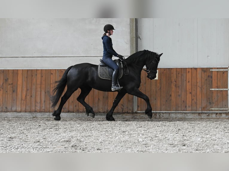 Friesen Stute 8 Jahre 165 cm Rappe in Mijnsheerenland