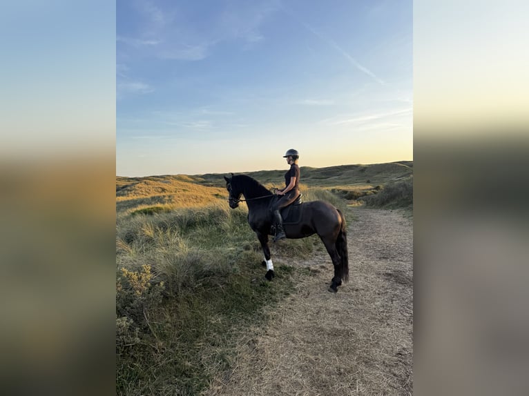 Friesen Stute 8 Jahre 167 cm Rappe in Castricum
