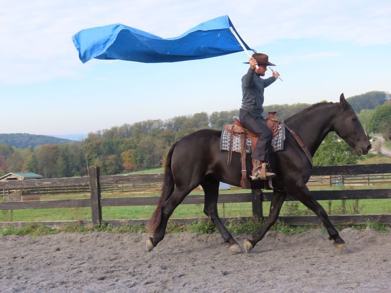 Friesen Stute 8 Jahre 173 cm Rappe in Honey Brook