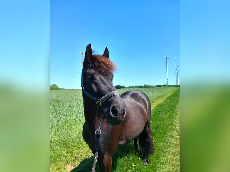 Friesen Mix Stute 9 Jahre 140 cm Rappe in Dhronecken