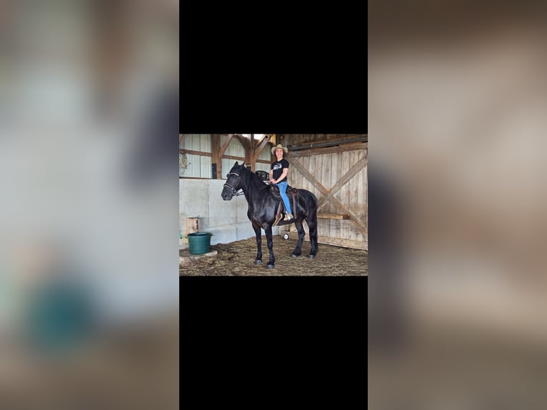 Friesen Mix Stute 9 Jahre 152 cm Rappe in Somerset