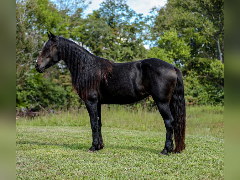 Friesen Stute 9 Jahre 155 cm Rappe in Santa Fe