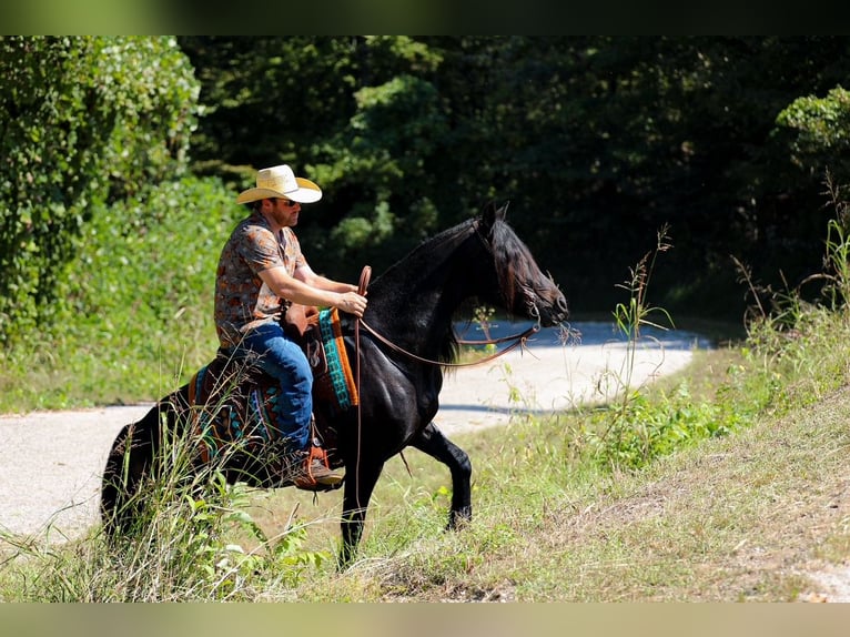 Friesen Stute 9 Jahre 155 cm Rappe in Santa Fe