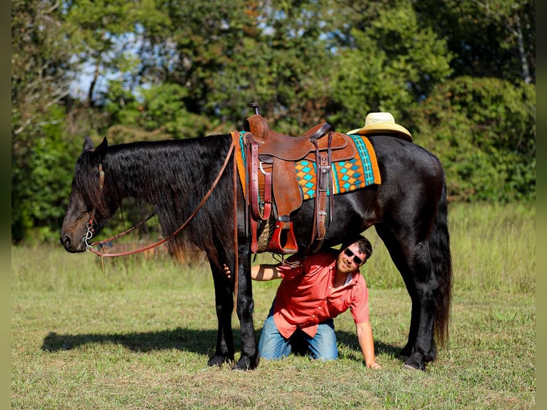 Friesen Stute 9 Jahre 155 cm Rappe in Santa Fe
