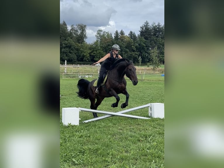 Friesen Mix Stute 9 Jahre 160 cm Dunkelbrauner in Horgen