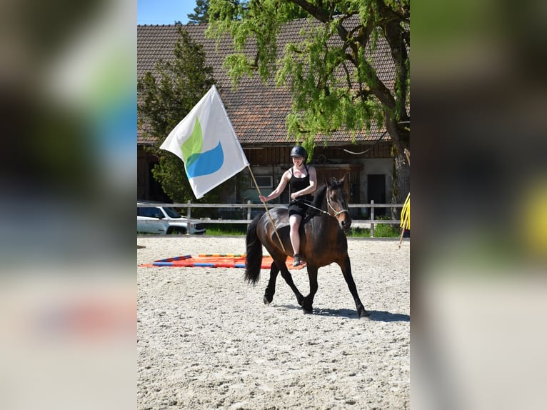 Friesen Mix Stute 9 Jahre 160 cm Dunkelbrauner in Horgen