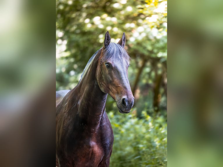 Friesen Mix Stute 9 Jahre 160 cm Dunkelbrauner in Horgen