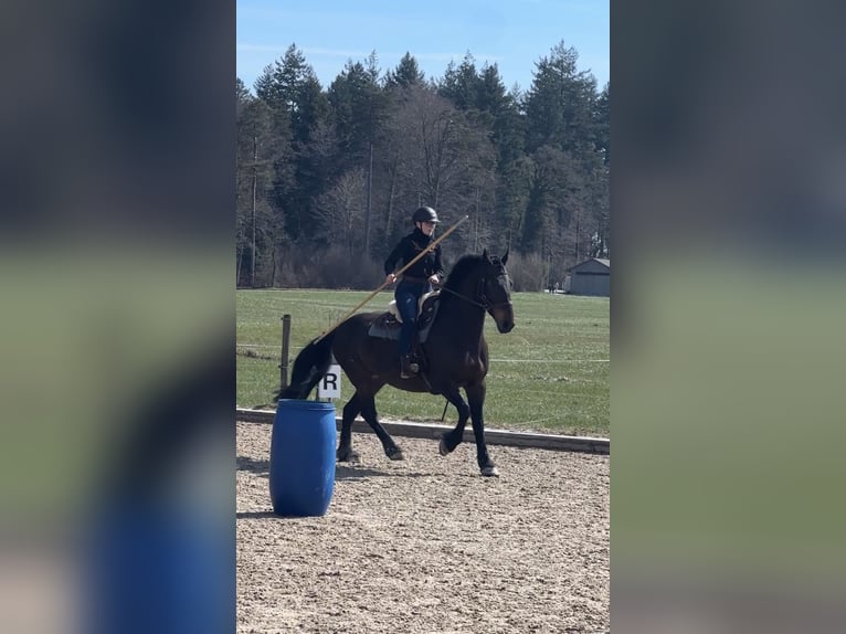 Friesen Mix Stute 9 Jahre 160 cm Dunkelbrauner in Horgen