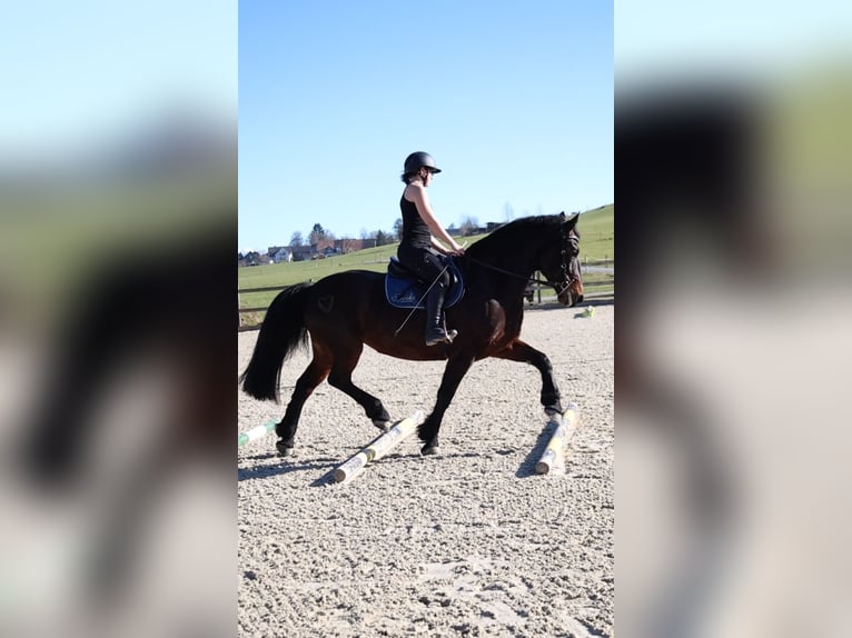 Friesen Mix Stute 9 Jahre 160 cm Dunkelbrauner in Horgen