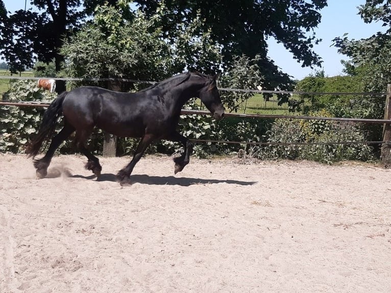 Friesen Stute 9 Jahre 160 cm in Tzummarum