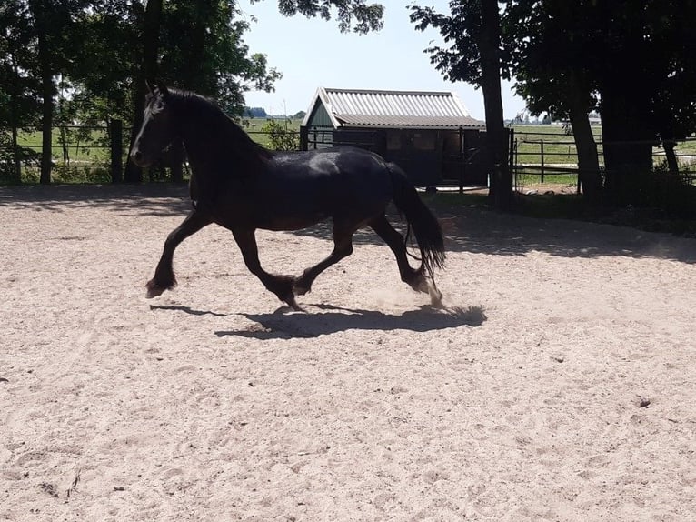 Friesen Stute 9 Jahre 160 cm in Tzummarum