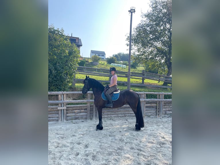 Friesen Stute 9 Jahre 160 cm Rappe in Novo mesto