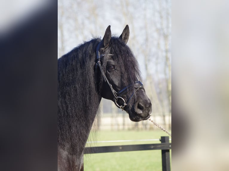 Friesen Stute 9 Jahre 163 cm Rappe in Stegeren
