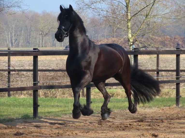 Friesen Stute 9 Jahre 163 cm Rappe in Stegeren