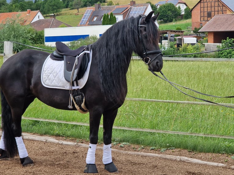Friesen Stute 9 Jahre 163 cm Rappe in Sontra