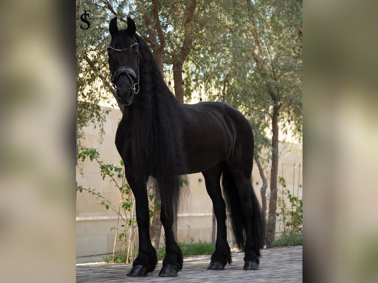 Friesen Stute 9 Jahre 164 cm Rappe in Dubai