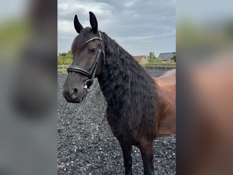 Friesen Stute 9 Jahre 165 cm Rappe in Mittweida