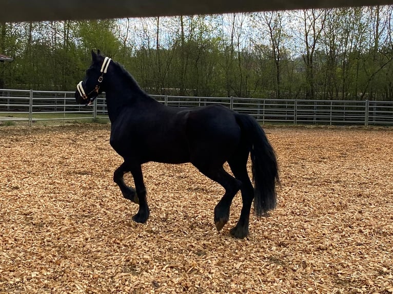 Friesen Stute 9 Jahre 165 cm Schwarzbrauner in Buttenwiesen