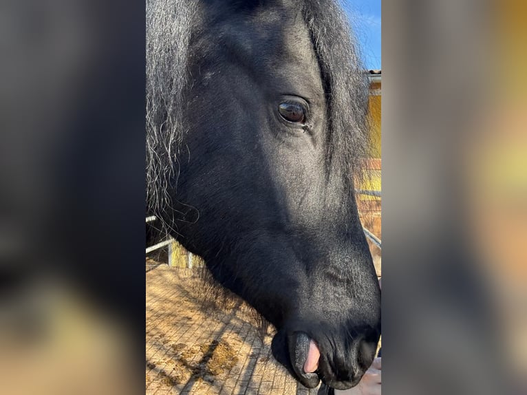 Friesen Stute 9 Jahre 165 cm Schwarzbrauner in Buttenwiesen