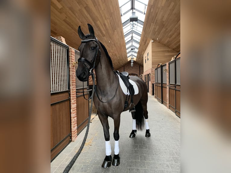 Friesen Stute 9 Jahre 166 cm Rappe in Belsele