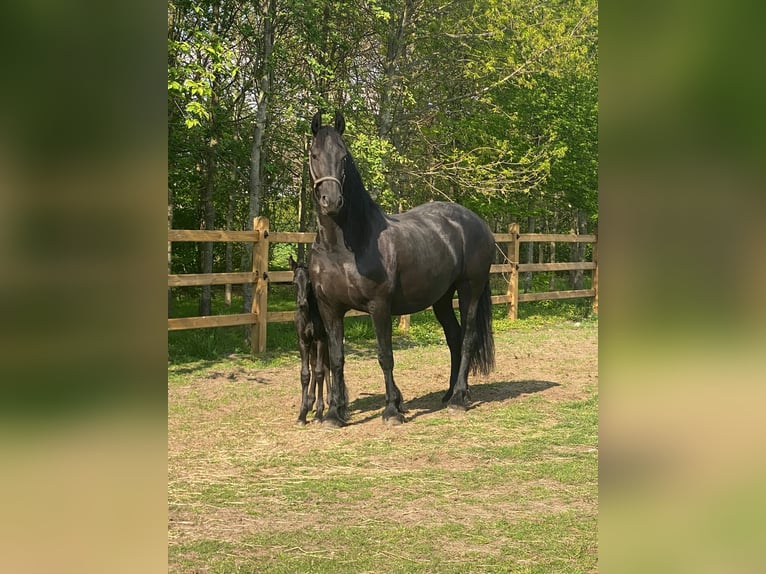 Friesen Stute 9 Jahre 166 cm Rappe in Belsele