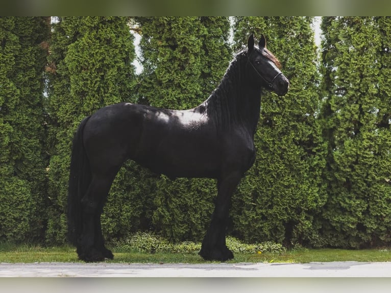 Friesen Stute 9 Jahre 166 cm Rappe in Choiny