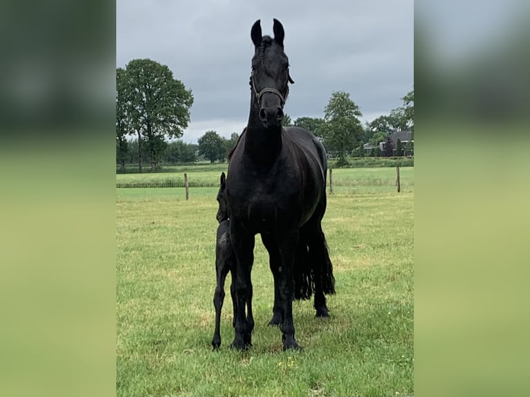 Friesen Stute 9 Jahre 167 cm Rappe in Barneveld