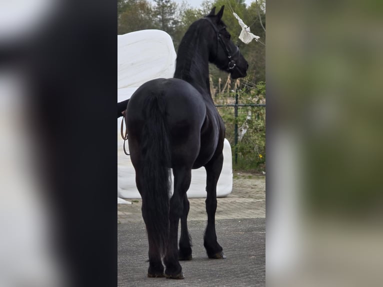 Friesen Stute 9 Jahre 167 cm Rappe in Someren