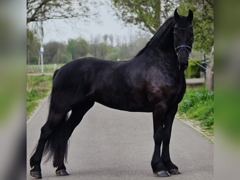 Friesen Stute 9 Jahre 167 cm Rappe in Someren