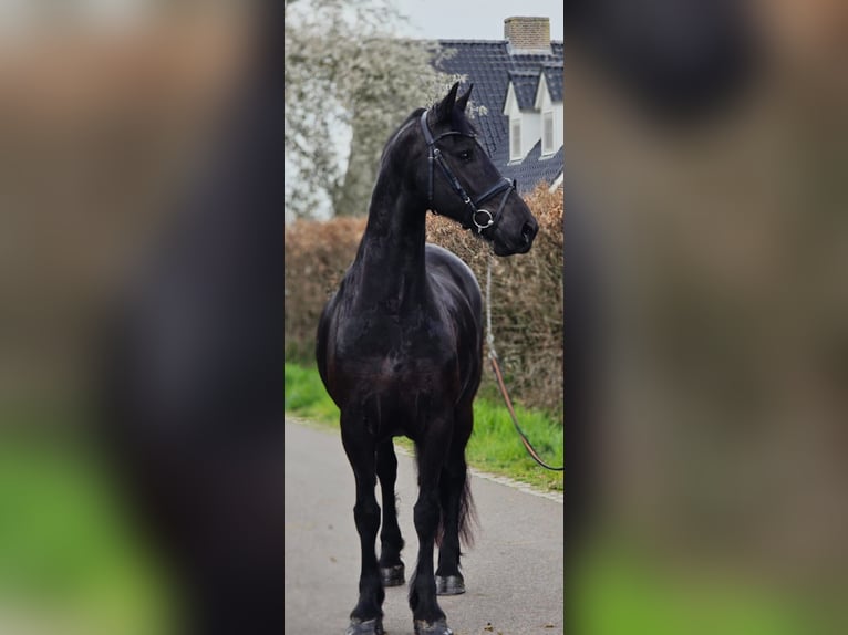 Friesen Stute 9 Jahre 167 cm Rappe in Someren