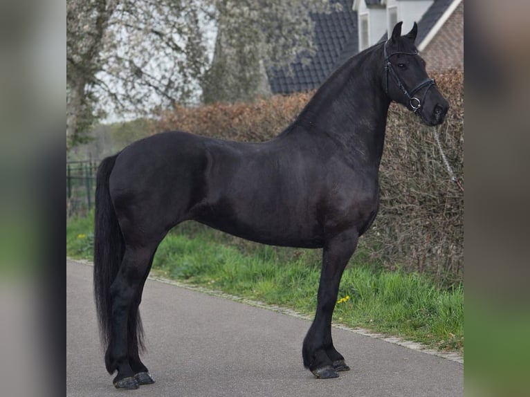 Friesen Stute 9 Jahre 167 cm Rappe in Someren