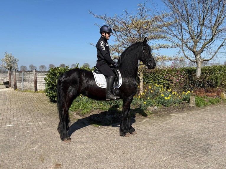 Friesen Stute 9 Jahre 167 cm Rappe in Beek en Donk