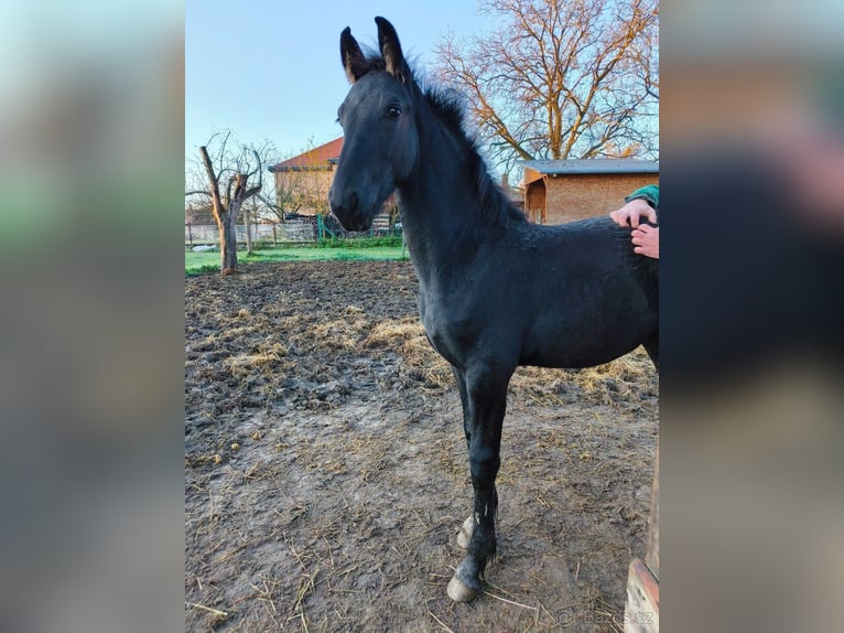 Friesen Stute Fohlen (05/2025) 165 cm Rappe in P&#x159;erov