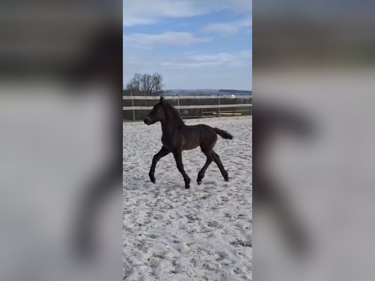 Friesen Mix Stute Fohlen (03/2025) 165 cm Rappe in Ort im Innkreis