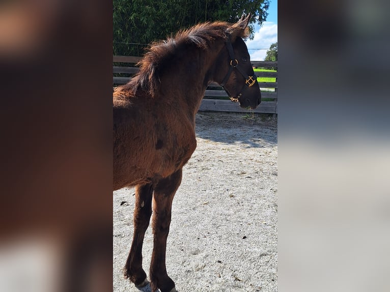 Friesen Mix Stute Fohlen (03/2025) 165 cm Rappe in Ort im Innkreis