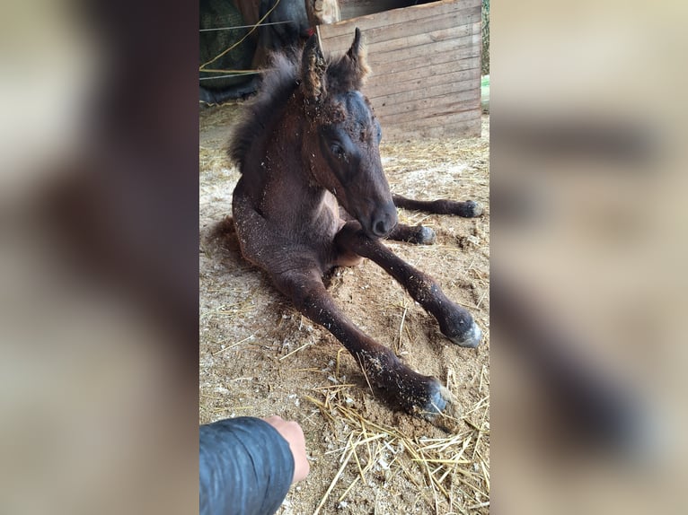 Friesen Mix Stute Fohlen (03/2025) 165 cm Rappe in Ort im Innkreis