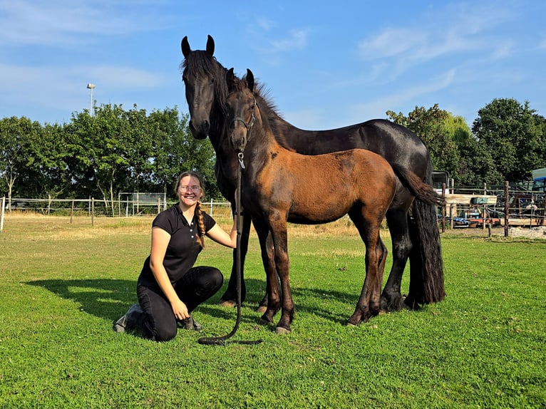 Friesen Stute Fohlen (04/2026) 165 cm Rappe in Ommeren