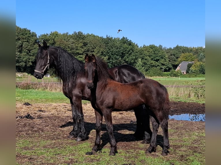 Friesen Stute Fohlen (05/2025) 165 cm Rappe in Dalen