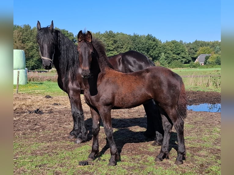 Friesen Stute Fohlen (05/2025) 165 cm Rappe in Dalen