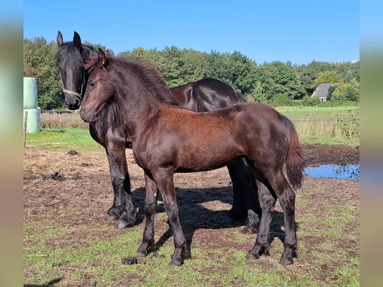 Friesen Stute Fohlen (05/2025) 165 cm Rappe in Dalen