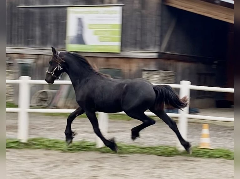 Friesen Stute Fohlen (05/2025) 167 cm Rappe in Sankt Michael  im Lungau