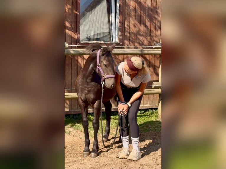 Friesen Mix Stute Fohlen (03/2026) Rappe in Bünde